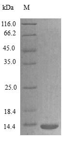 Rat XCL1 protein