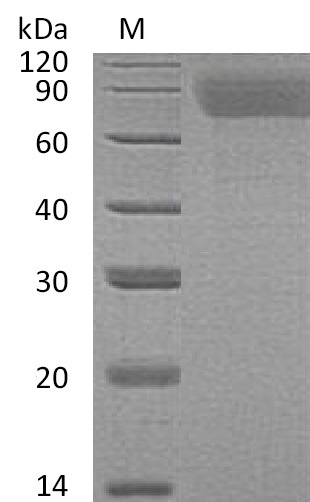 Human THPO protein