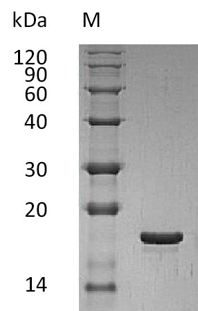 Human LIF protein