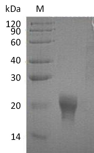 Human IL5 protein