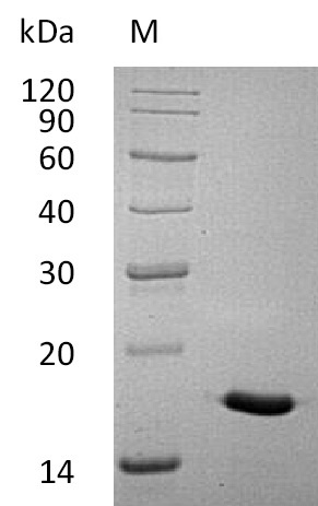 Human IL17A protein