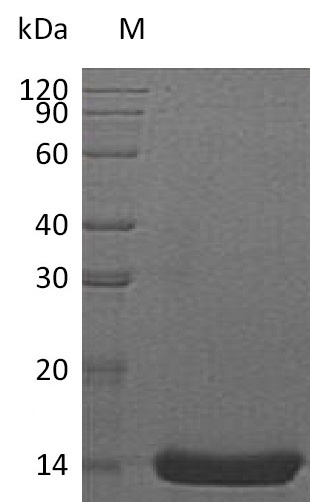 Human IL22 protein