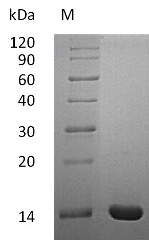 Human IL2 protein