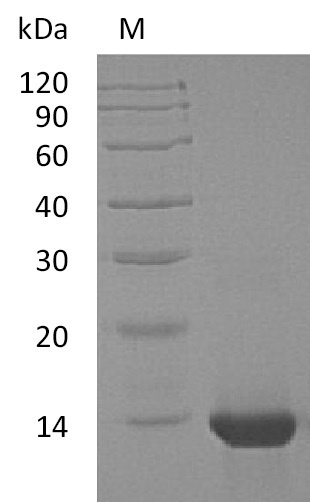 Human IL4 protein