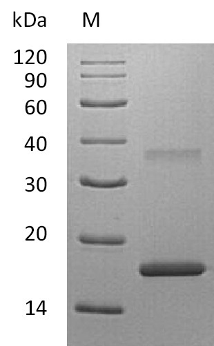 Human IL7 protein