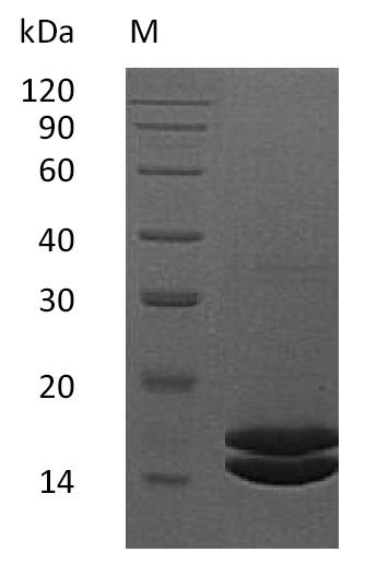 Human IL2 protein