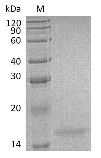 Human IL17F protein