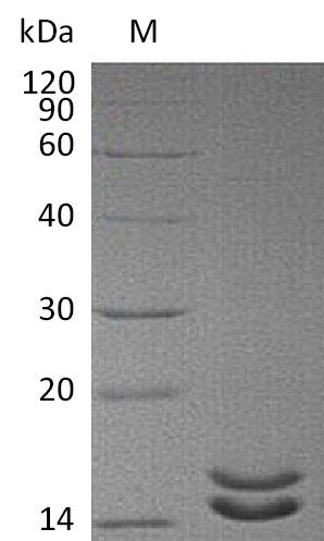Human IL2 protein