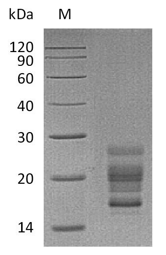 Mouse Il17a protein