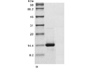 Human GDF6 protein