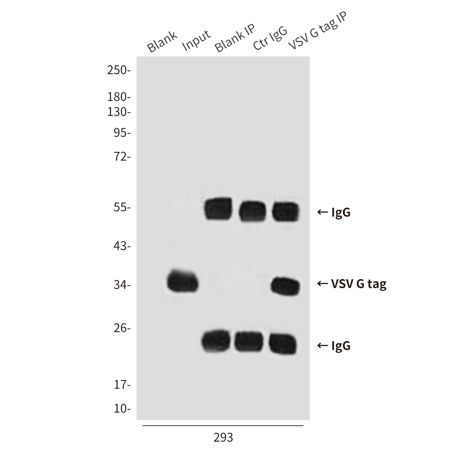VSV G tag Mouse mAb