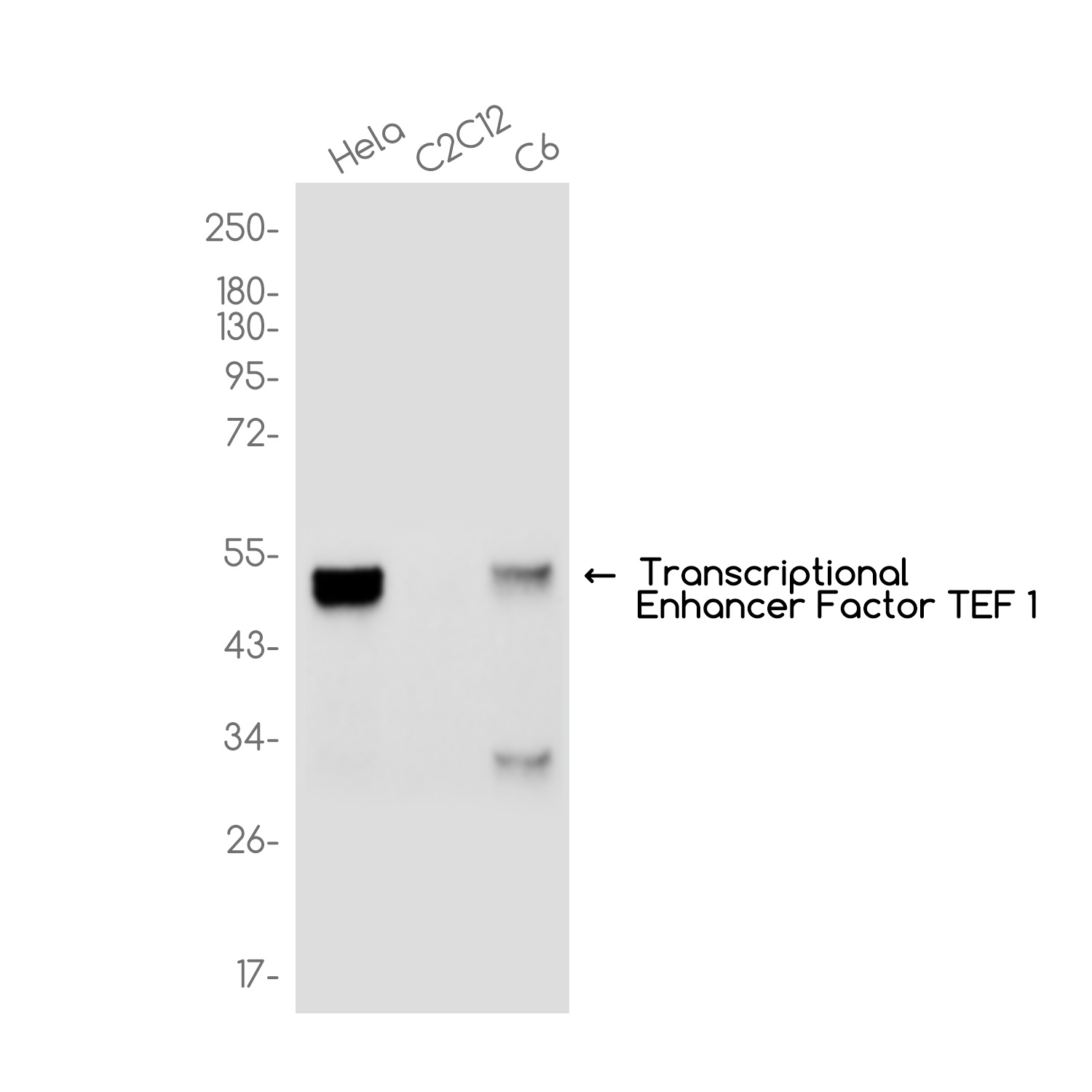 Transcriptional Enhancer Factor TEF 1 Rabbit mAb