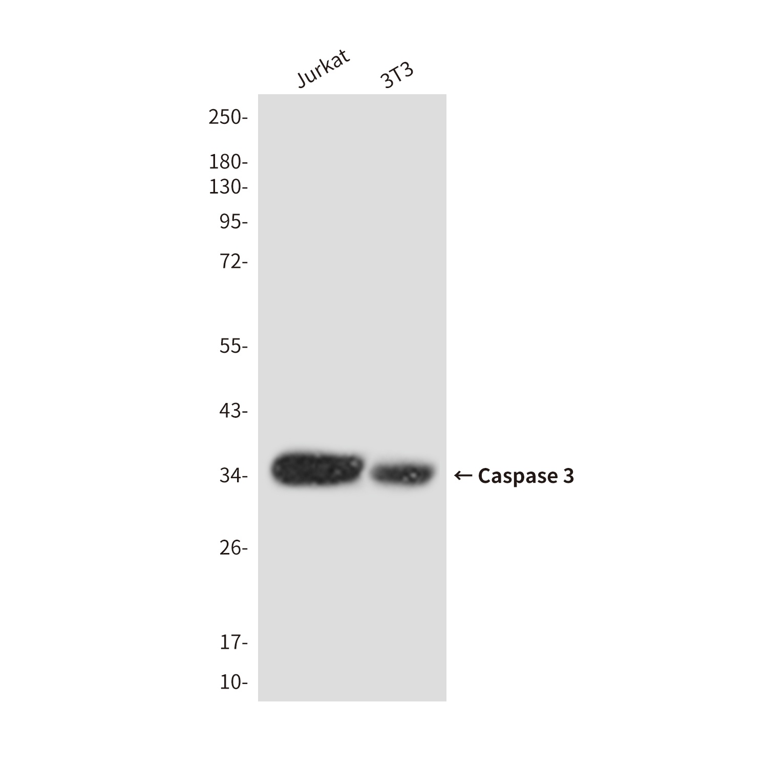 Cleaved-Caspase 3 p17 Rabbit pAb