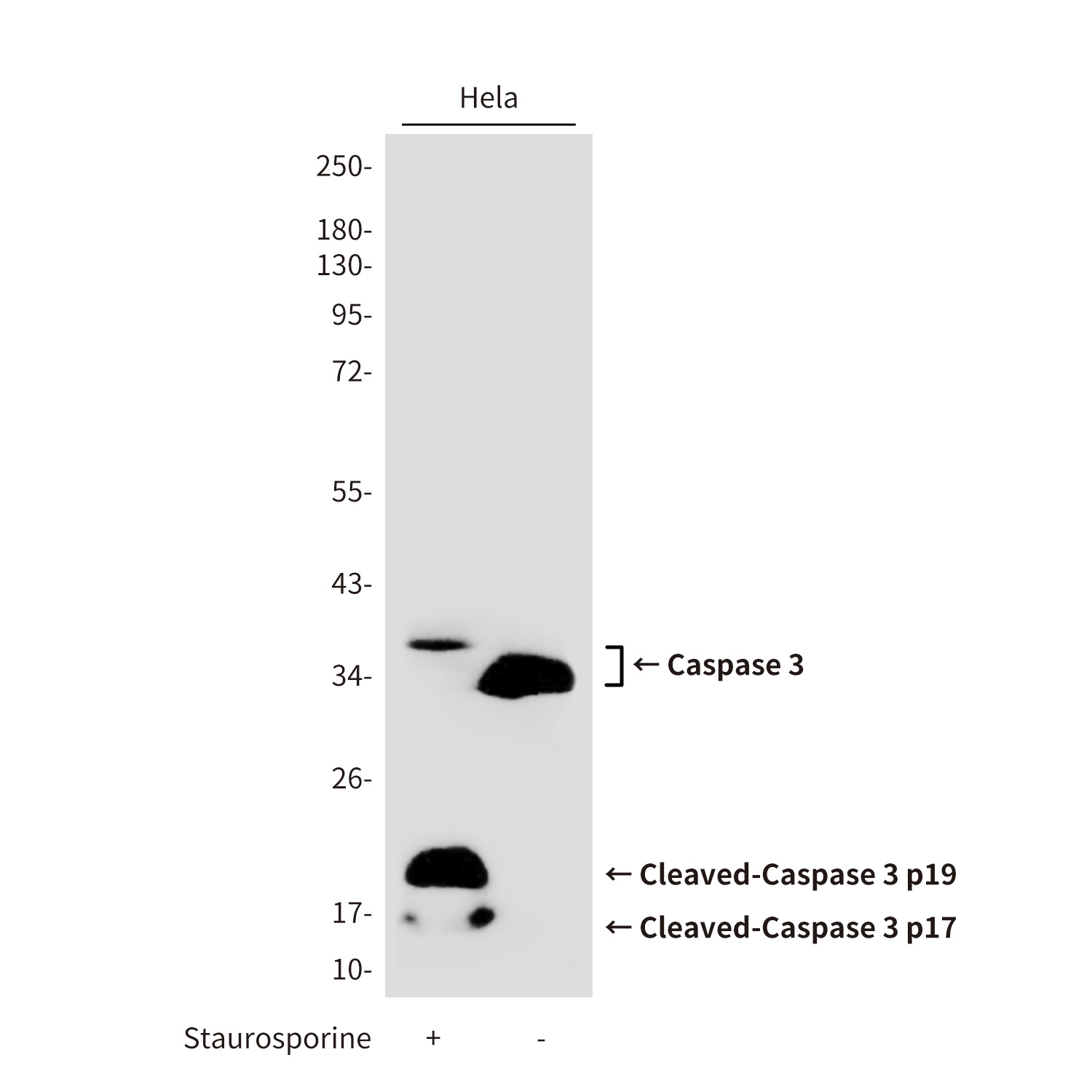 Cleaved-Caspase 3 p17 Rabbit pAb