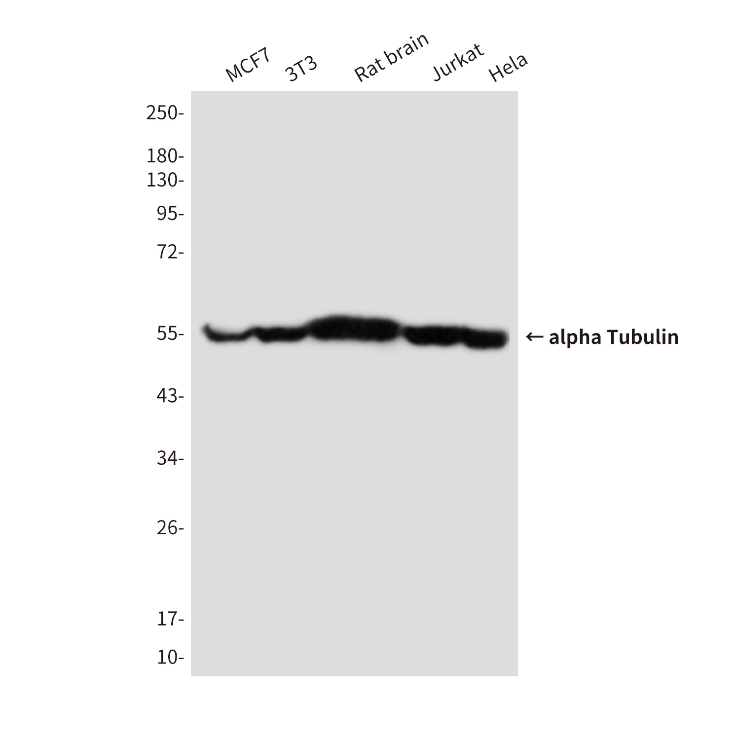 alpha Tubulin (4C9) Mouse mAb