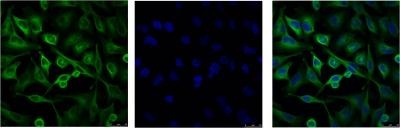 alpha Tubulin (4C9) Mouse mAb