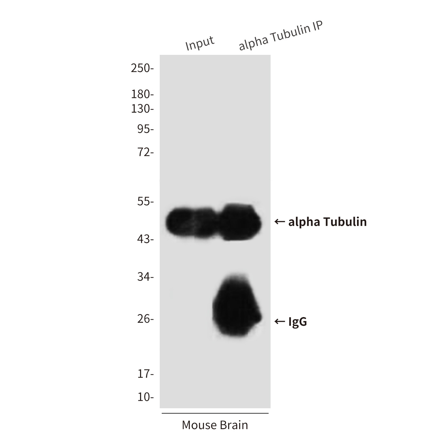 alpha Tubulin (4C9) Mouse mAb