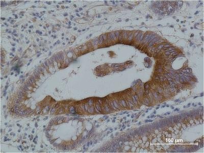 alpha Tubulin (4C9) Mouse mAb