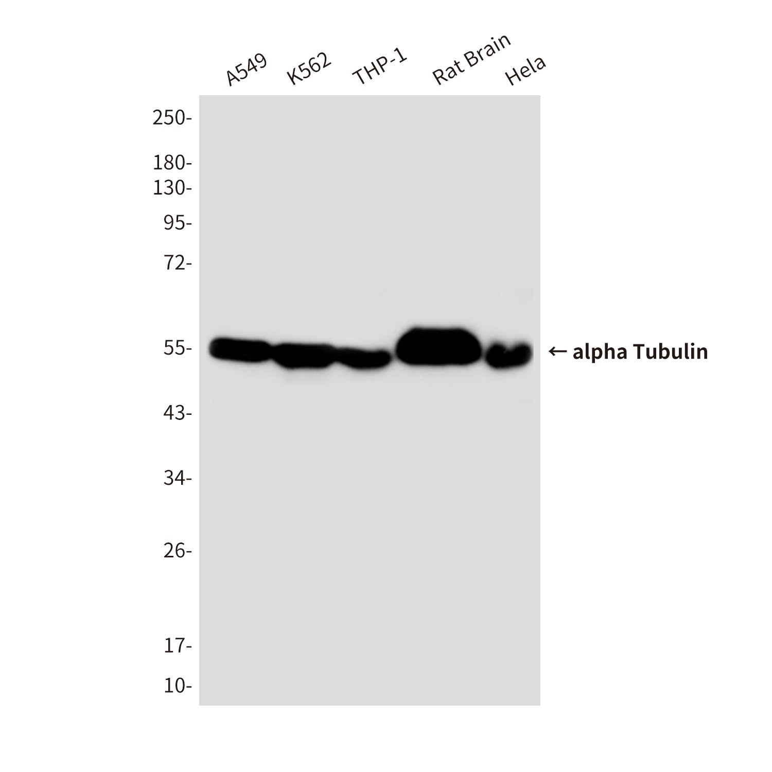 alpha Tubulin (4C9) Mouse mAb