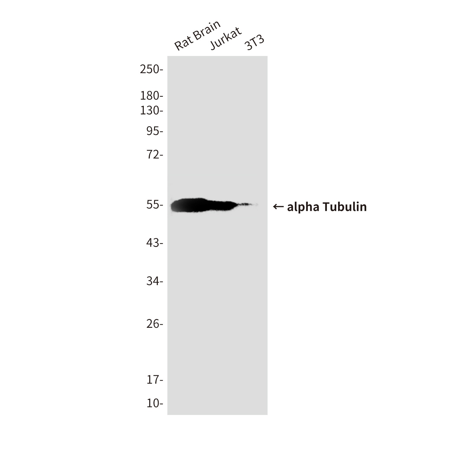alpha Tubulin (4C9) Mouse mAb