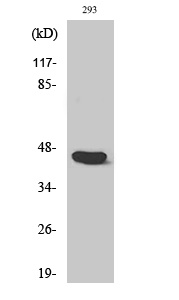 Caspase 1 Rabbit pAb