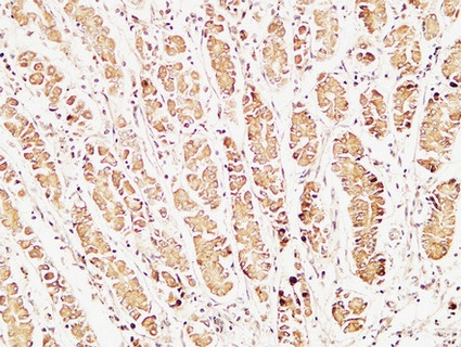 Caspase 1 Rabbit pAb