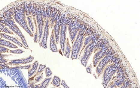 Cleaved-Caspase 3 p17 Rabbit pAb