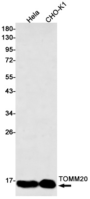 TOMM20 Rabbit mAb