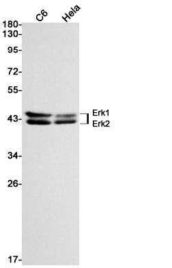 Phospho-ERK1/2 (Thr202/Tyr204)/(Thr185/Tyr187) Rabbit mAb