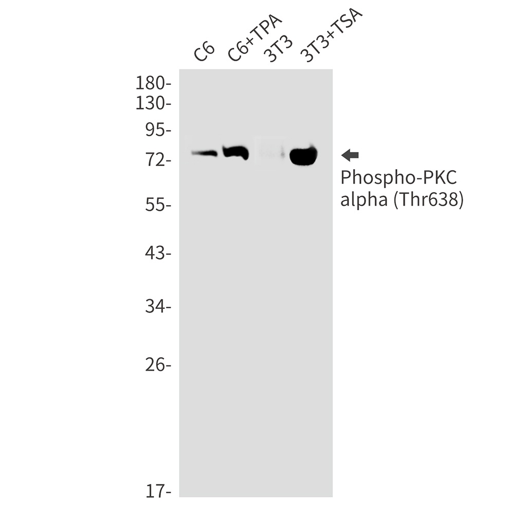 [KO] Phospho-PKC alpha (Thr638) Rabbit mAb