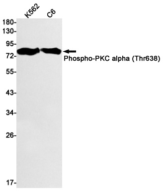 [KO] Phospho-PKC alpha (Thr638) Rabbit mAb
