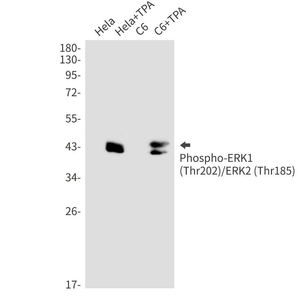 Phospho-ERK1/2 (Thr202/Thr185) Rabbit mAb
