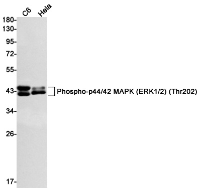 Phospho-ERK1/2 (Thr202/Thr185) Rabbit mAb