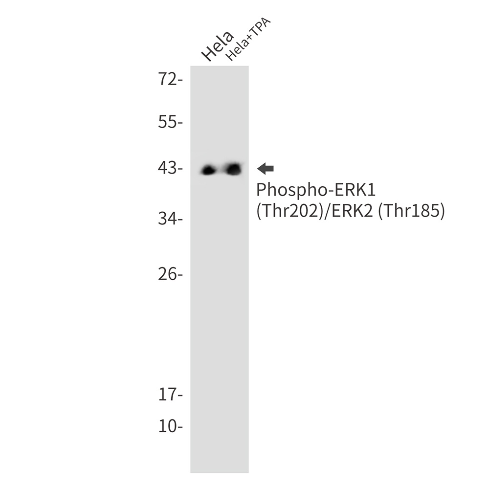 Phospho-ERK1/2 (Thr202/Thr185) Rabbit mAb