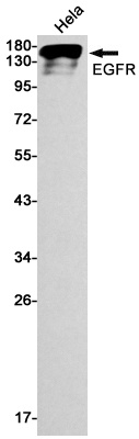 [KO] EGFR Rabbit mAb