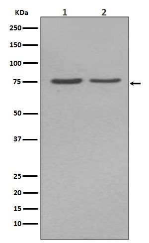 Alkaline Phosphatase Rabbit pAb