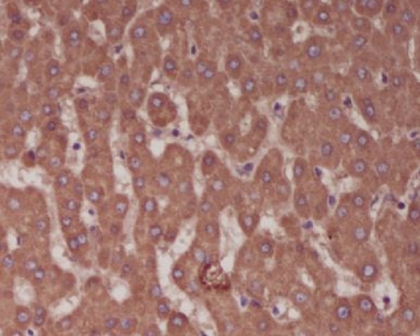 Alkaline Phosphatase Rabbit pAb