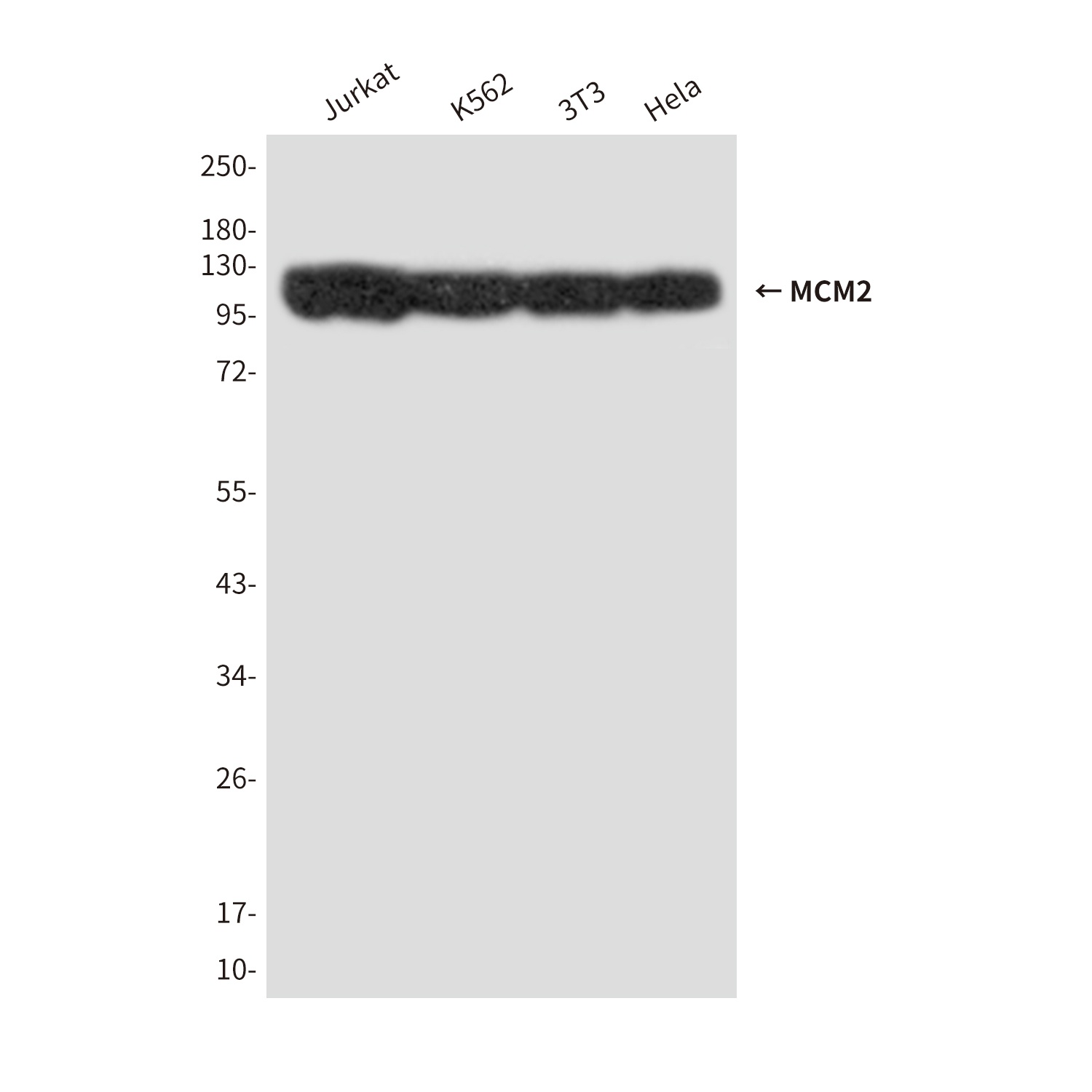 MCM2 (2B5) Mouse mAb