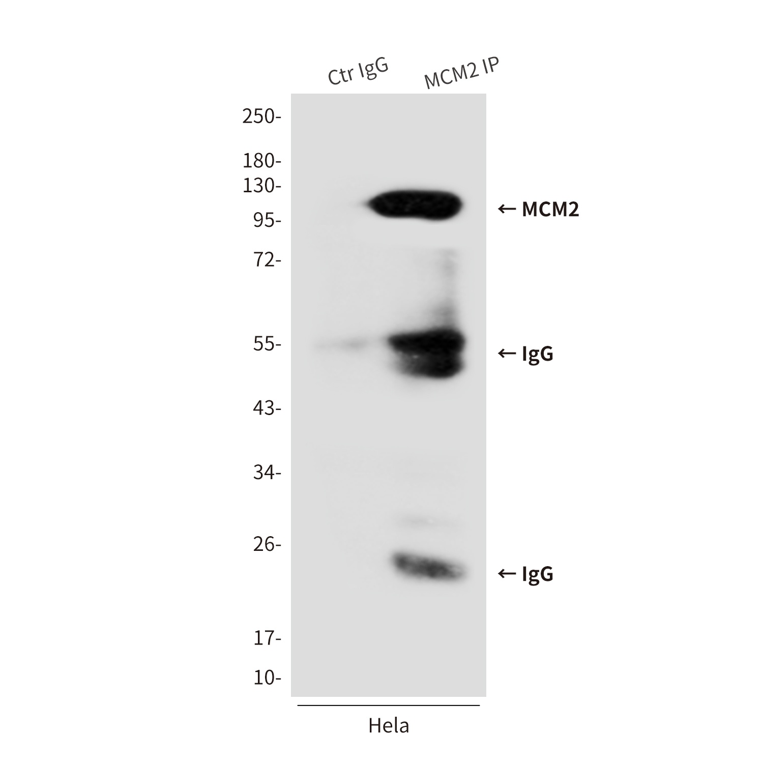 MCM2 (2B5) Mouse mAb