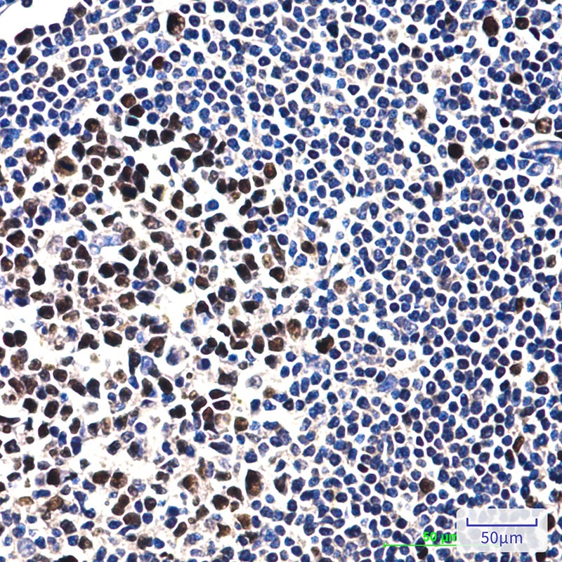 MCM2 (2B5) Mouse mAb