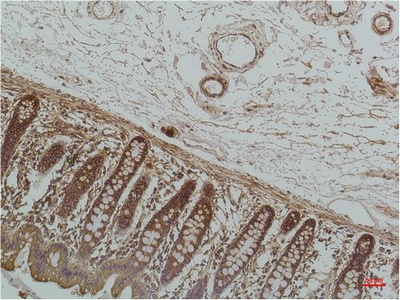 GRP78 BiP (6H7) Mouse mAb