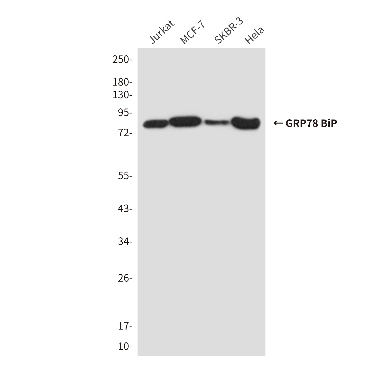 GRP78 BiP (6H7) Mouse mAb