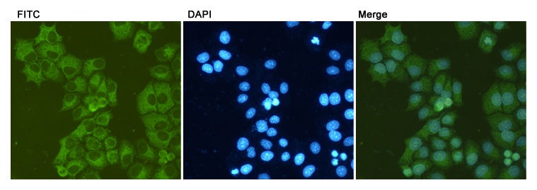 GRP78 BiP (6H7) Mouse mAb