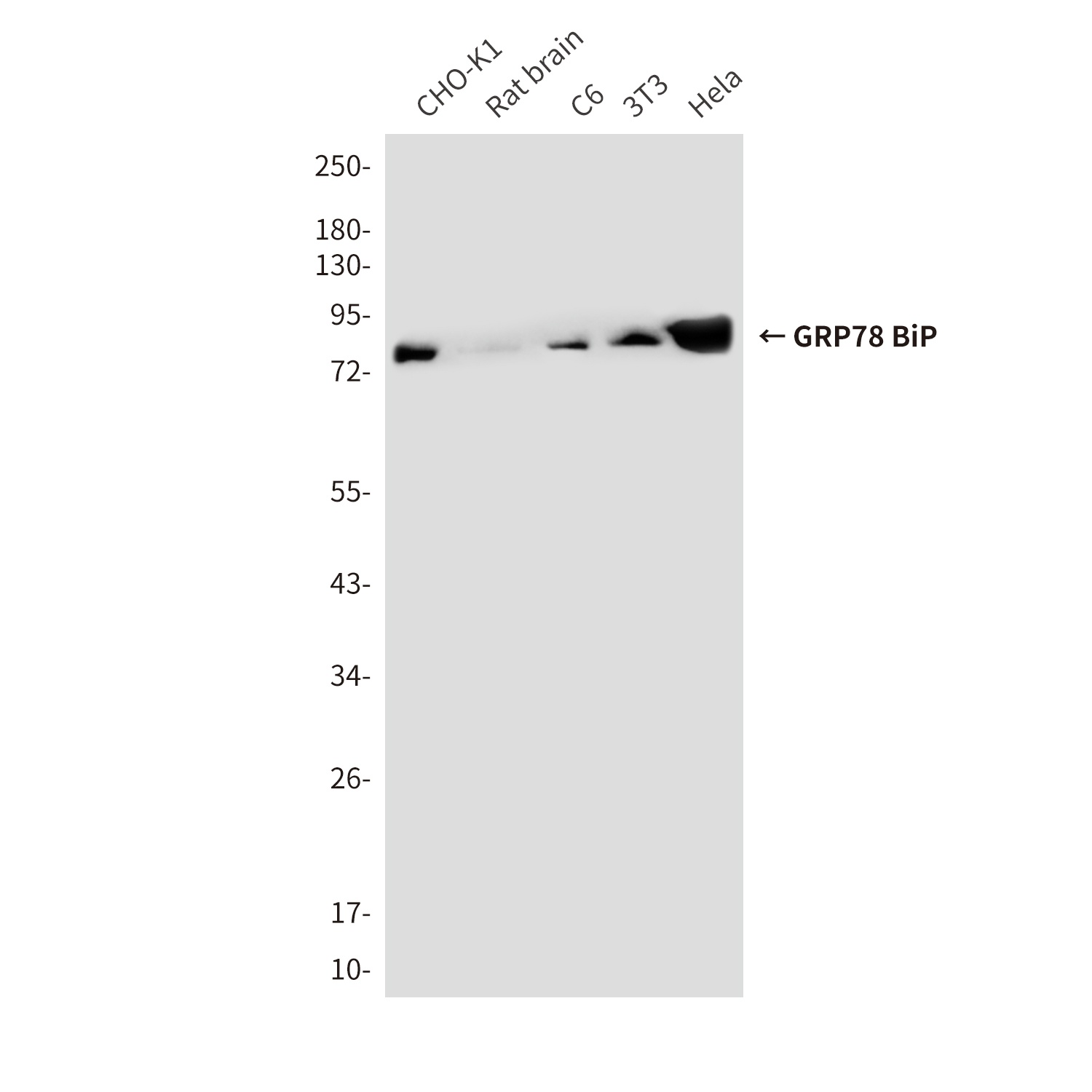 GRP78 BiP (6H7) Mouse mAb