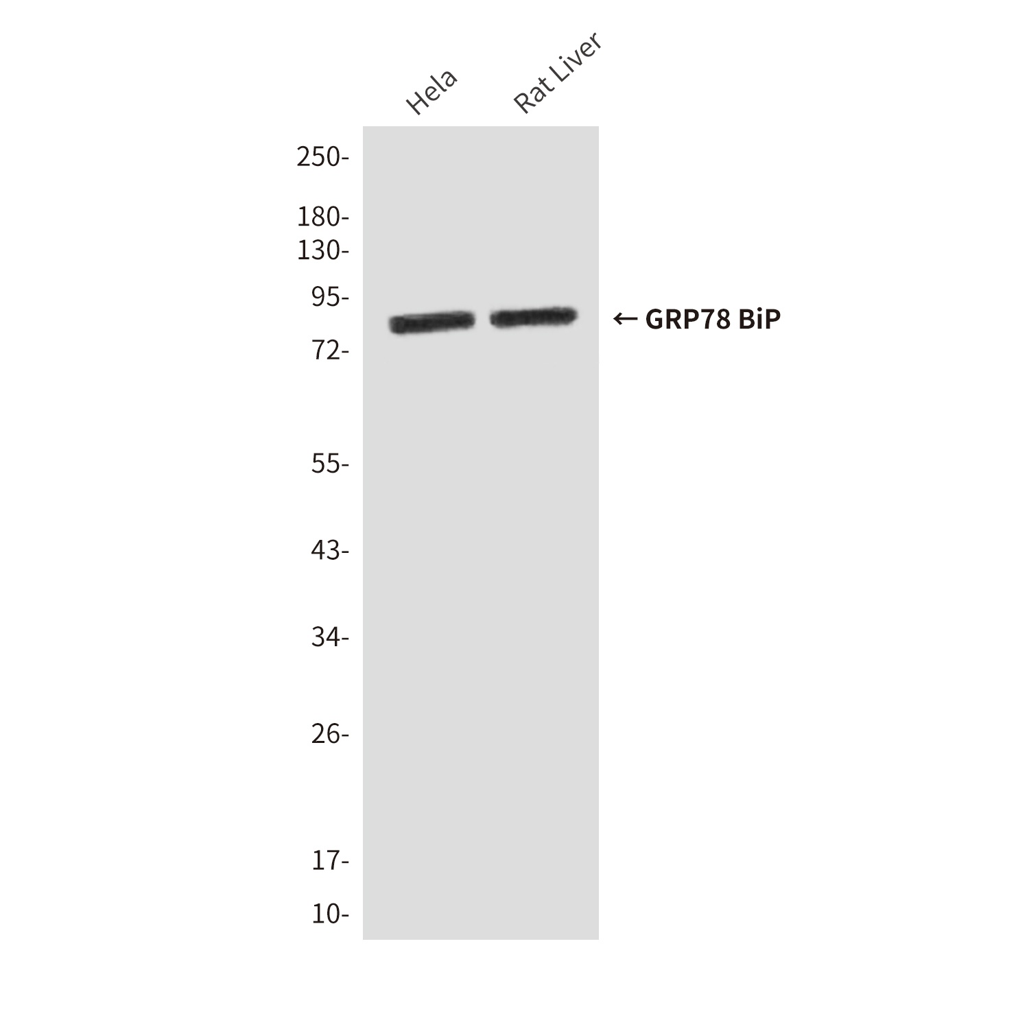 GRP78 BiP (9C7) Mouse mAb