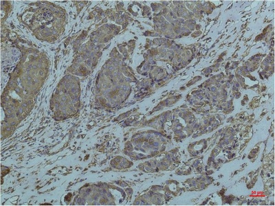 GRP78 BiP (9C7) Mouse mAb