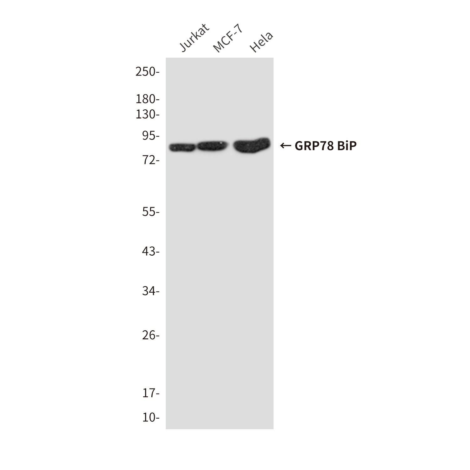 GRP78 BiP (9C7) Mouse mAb