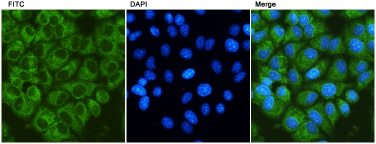 GRP78 BiP (9C7) Mouse mAb