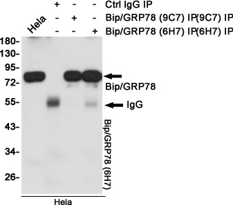 GRP78 BiP (9C7) Mouse mAb