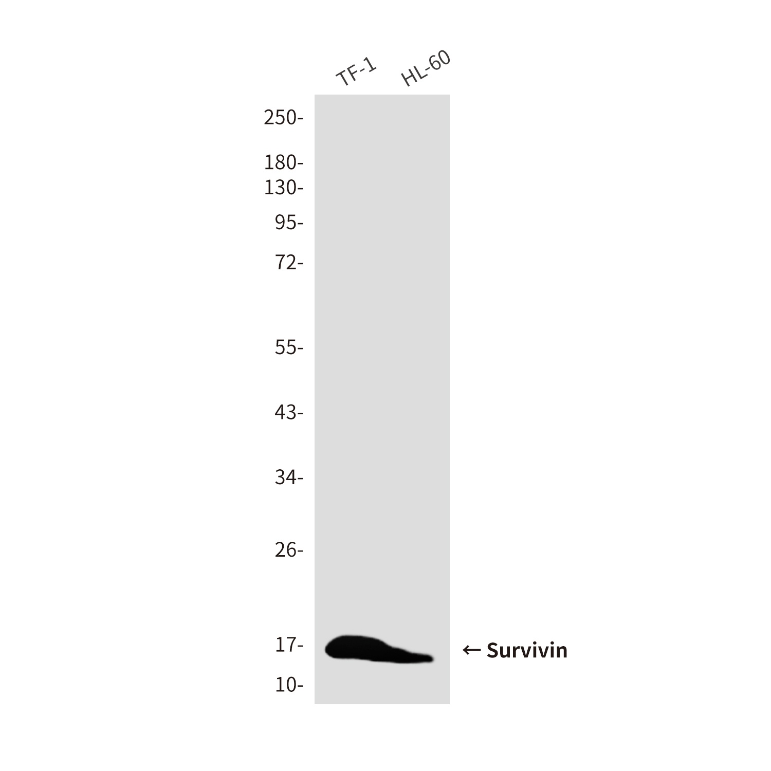 Survivin (8B9) Mouse mAb